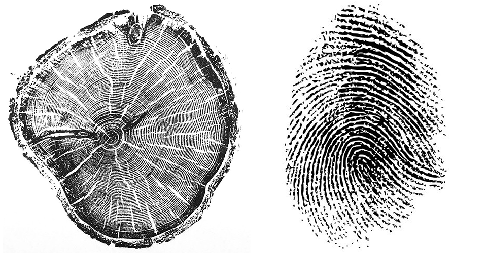 wood and fingerprint texture